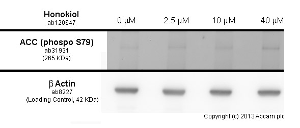 Anti-Acetyl Coenzyme A Carboxylase (phospho S79) antibody (AB31931 ...