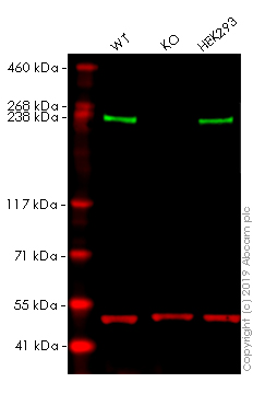 Western blot - Anti-Acetyl Coenzyme A Carboxylase (phospho S79) antibody [EP1885Y] (AB68191)