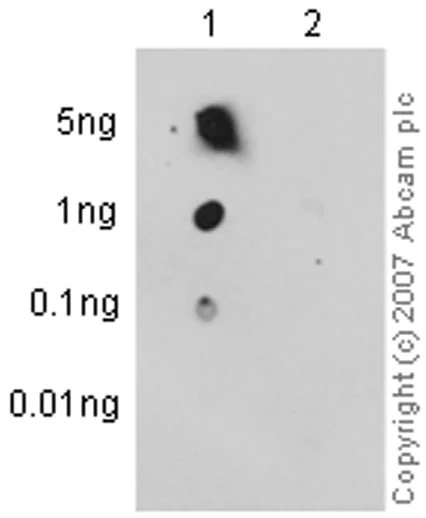 Dot Blot - Anti-Acetyl Coenzyme A Carboxylase (phospho S79) antibody [EP1885Y] - BSA and Azide free (AB173583)
