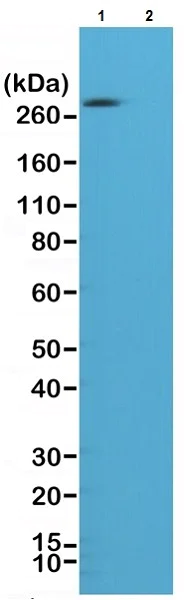 Western blot - Anti-Acetyl Coenzyme A Carboxylase (phospho S79) antibody [RM270] (AB222774)