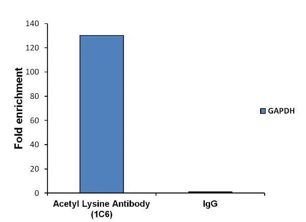 ChIP - Anti-acetyl Lysine antibody [1C6] (AB22550)
