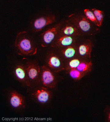 Immunocytochemistry/ Immunofluorescence - Anti-acetyl Lysine antibody [1C6] (AB22550)