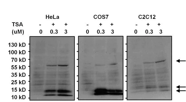 Western blot - Anti-acetyl Lysine antibody [1C6] (AB22550)