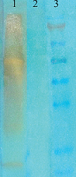 Western blot - Anti-acetyl Lysine antibody [7F8] (AB61384), expandable thumbnail