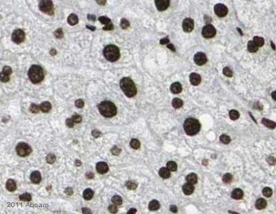 Immunohistochemistry (Formalin/PFA-fixed paraffin-embedded sections) - Anti-acetyl Lysine antibody (AB80178)
