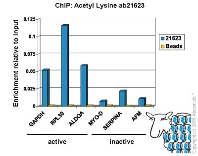 ChIP - Anti-acetyl Lysine antibody - ChIP Grade (AB21623)