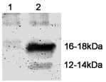 Western blot - Anti-acetyl Lysine antibody - ChIP Grade (AB21623)