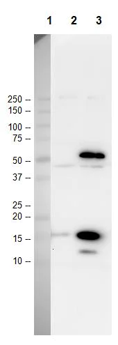 Western blot - Anti-acetyl Lysine antibody - ChIP Grade (AB21623)