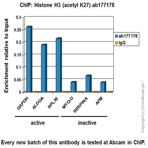 ChIP - Acetylated Histone H3 Antibody Sampler Panel (AB218055)