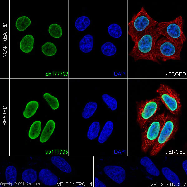 Immunocytochemistry/ Immunofluorescence - Acetylated Histone H4 Antibody Sampler Pack (AB218056)