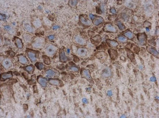 Immunohistochemistry (Formalin/PFA-fixed paraffin-embedded sections) - Anti-Acetylcholinesterase antibody (AB97299)