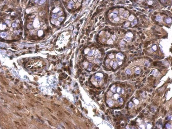 Immunohistochemistry (Formalin/PFA-fixed paraffin-embedded sections) - Anti-Acetylcholinesterase antibody (AB97299)