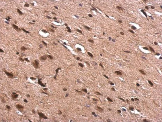 Immunohistochemistry (Formalin/PFA-fixed paraffin-embedded sections) - Anti-Acetylcholinesterase antibody (AB97299)