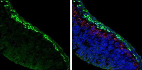 Immunohistochemistry (Frozen sections) - Anti-Acetylcholinesterase antibody (AB97299)