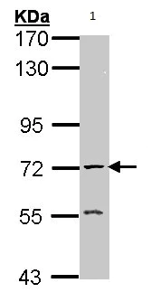 Western blot - Anti-Acetylcholinesterase antibody (AB97299)