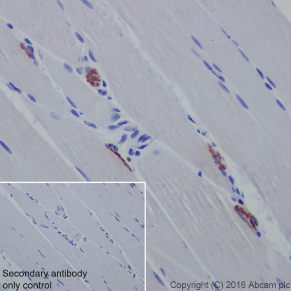 Immunohistochemistry (Formalin/PFA-fixed paraffin-embedded sections) - Anti-Acetylcholinesterase antibody [EPR18978] (ab183591), expandable thumbnail