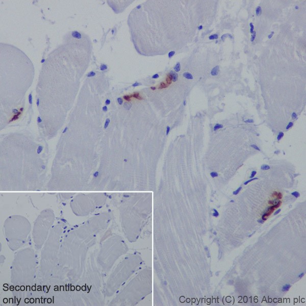 Immunohistochemistry (Formalin/PFA-fixed paraffin-embedded sections) - Anti-Acetylcholinesterase antibody [EPR18978] (ab183591), expandable thumbnail