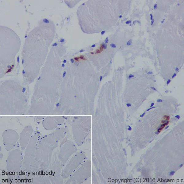 Immunohistochemistry (Formalin/PFA-fixed paraffin-embedded sections) - Anti-Acetylcholinesterase antibody [EPR18978] (AB183591)