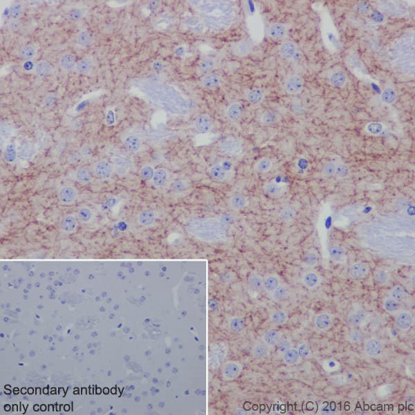 Immunohistochemistry (Formalin/PFA-fixed paraffin-embedded sections) - Anti-Acetylcholinesterase antibody [EPR18978] (ab183591), expandable thumbnail