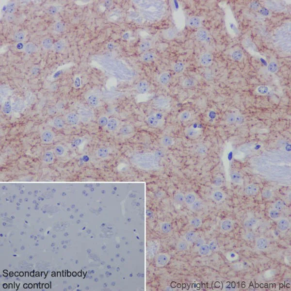 Immunohistochemistry (Formalin/PFA-fixed paraffin-embedded sections) - Anti-Acetylcholinesterase antibody [EPR18978] (AB183591)