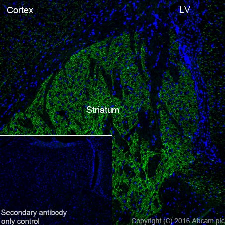 Immunohistochemistry (Frozen sections) - Anti-Acetylcholinesterase antibody [EPR18978] (AB183591), expandable thumbnail