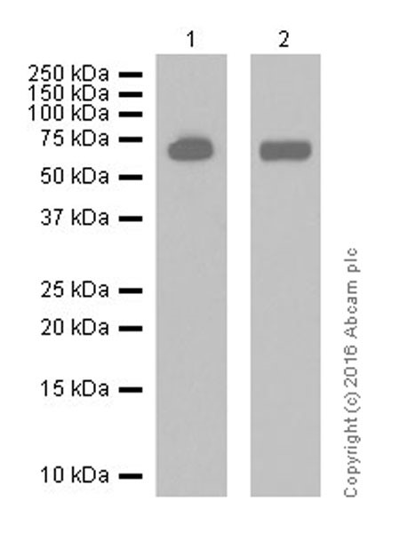 Western blot - Anti-Acetylcholinesterase antibody [EPR18978] (AB183591), expandable thumbnail