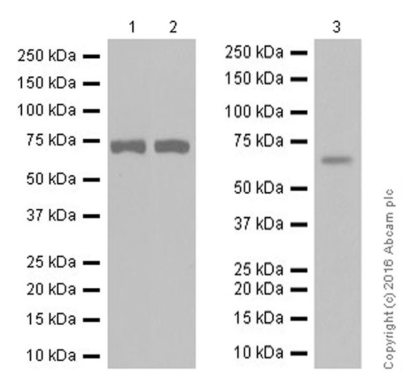 Western blot - Anti-Acetylcholinesterase antibody [EPR18978] (AB183591), expandable thumbnail
