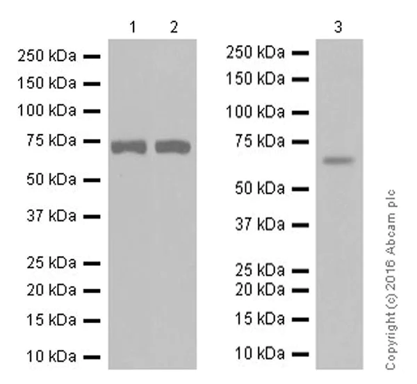 Western blot - Anti-Acetylcholinesterase antibody [EPR18978] (AB183591)