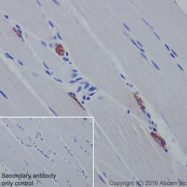 Immunohistochemistry (Formalin/PFA-fixed paraffin-embedded sections) - Anti-Acetylcholinesterase antibody [EPR18978] - BSA and Azide free (AB240274)