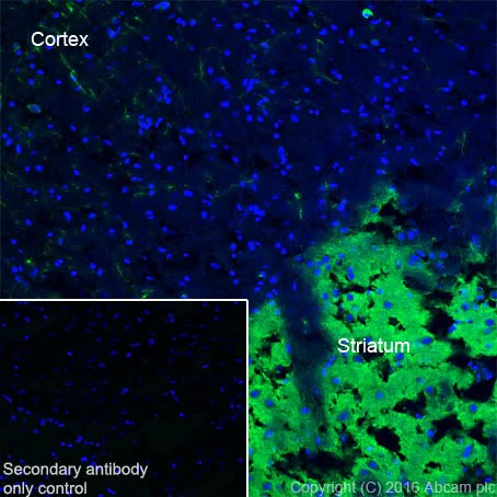 Immunohistochemistry (Frozen sections) - Anti-Acetylcholinesterase antibody [EPR18978] - BSA and Azide free (AB240274)