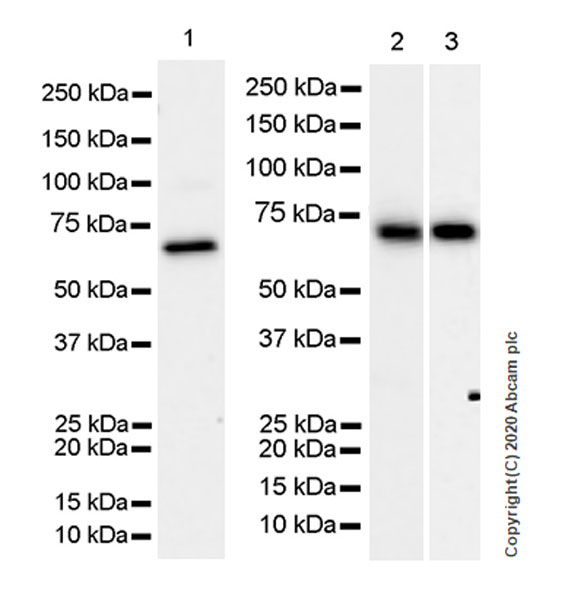 Western blot - Anti-Acetylcholinesterase antibody [EPR23268-202] (AB253201)