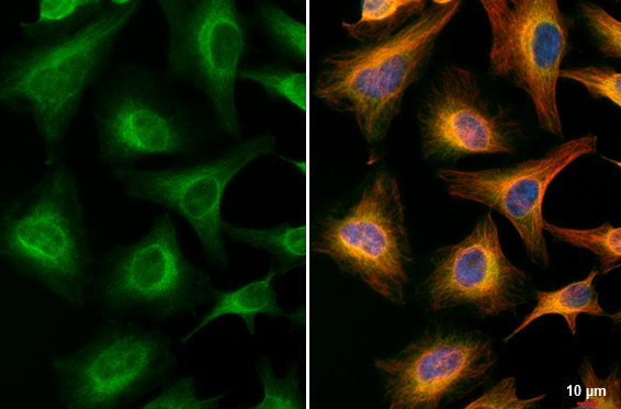 Immunocytochemistry/ Immunofluorescence - Anti-Acetylcholinesterase antibody [HL1102] - BSA and Azide free (AB313828)