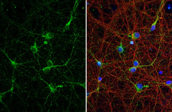 Immunocytochemistry/ Immunofluorescence - Anti-Acetylcholinesterase antibody [HL1102] - BSA and Azide free (AB313828)