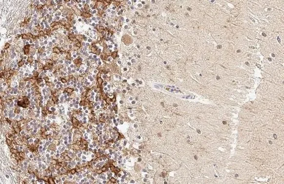 Immunohistochemistry (Formalin/PFA-fixed paraffin-embedded sections) - Anti-Acetylcholinesterase antibody [HL1102] - BSA and Azide free (AB313828)