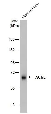 Western blot - Anti-Acetylcholinesterase antibody [HL1102] - BSA and Azide free (AB313828)