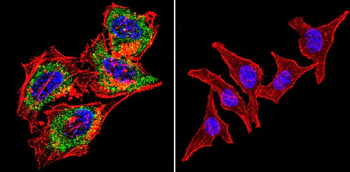 Immunocytochemistry/ Immunofluorescence - Anti-Acetylcholinesterase antibody [HR2] (AB2803)