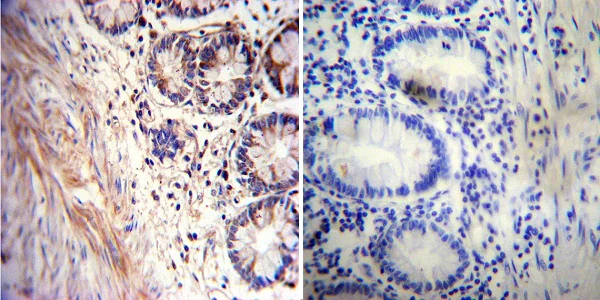 Immunohistochemistry (Formalin/PFA-fixed paraffin-embedded sections) - Anti-Acetylcholinesterase antibody [HR2] (AB2803)