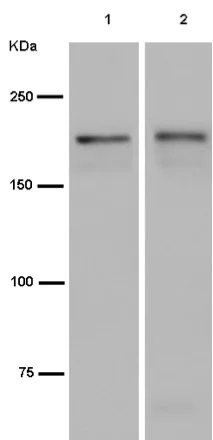 Western blot - Anti-ACF1 / BAZ1A antibody [EPR15826] - C-terminal (AB187670)