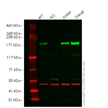 Western blot - Anti-ACF1 / BAZ1A antibody [EPR15826] - C-terminal (AB187670)