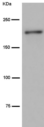 Western blot - Anti-ACF1 / BAZ1A antibody [EPR15826] - C-terminal (AB187670)