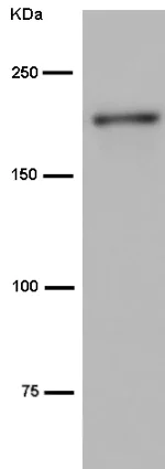 Western blot - Anti-ACF1 / BAZ1A antibody [EPR15826] - C-terminal (AB187670)