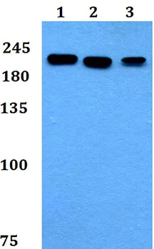Western blot - Anti-ACG antibody (AB192390)