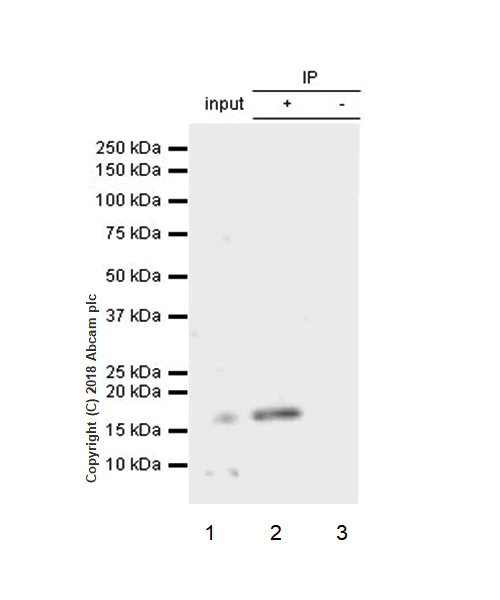Immunoprecipitation - Anti-Acid phosphatase antibody [EPR21787] - BSA and Azide free (AB238888)