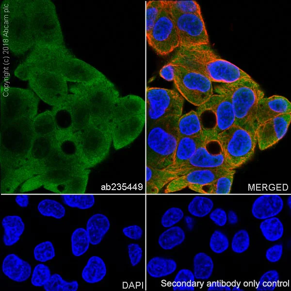 Immunocytochemistry/ Immunofluorescence - Anti-Acid phosphatase antibody [EPR21791] - BSA and Azide free (AB238913)