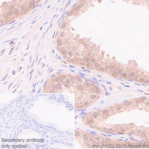 Immunohistochemistry (Formalin/PFA-fixed paraffin-embedded sections) - Anti-Acid phosphatase antibody [EPR21791] - BSA and Azide free (AB238913)