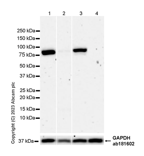 Western blot - Anti-Acid sphingomyelinase antibody [EPR28613-49] - BSA and Azide free (AB315811)