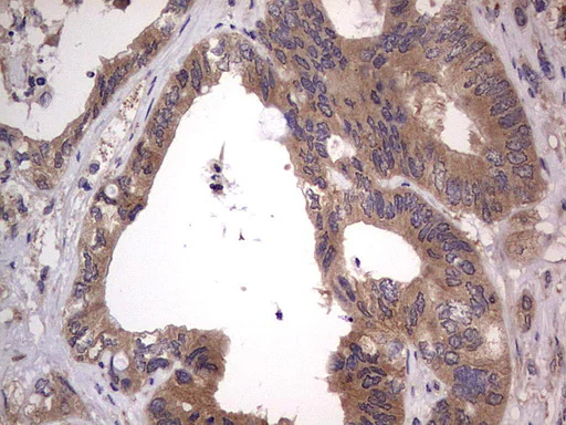 Immunohistochemistry (Formalin/PFA-fixed paraffin-embedded sections) - Anti-Acid sphingomyelinase antibody [OTI3H7] - BSA and Azide free (AB273656)