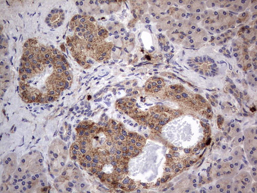 Immunohistochemistry (Formalin/PFA-fixed paraffin-embedded sections) - Anti-Acid sphingomyelinase antibody [OTI3H7] - BSA and Azide free (ab273656), expandable thumbnail