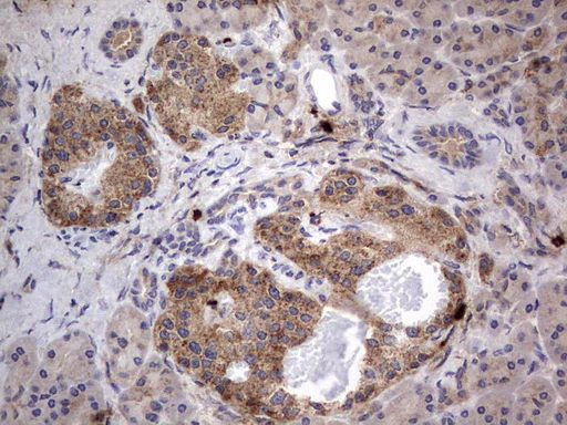 Immunohistochemistry (Formalin/PFA-fixed paraffin-embedded sections) - Anti-Acid sphingomyelinase antibody [OTI3H7] - BSA and Azide free (AB273656)