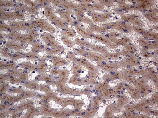 Immunohistochemistry (Formalin/PFA-fixed paraffin-embedded sections) - Anti-Acid sphingomyelinase antibody [OTI3H7] - BSA and Azide free (AB273656)